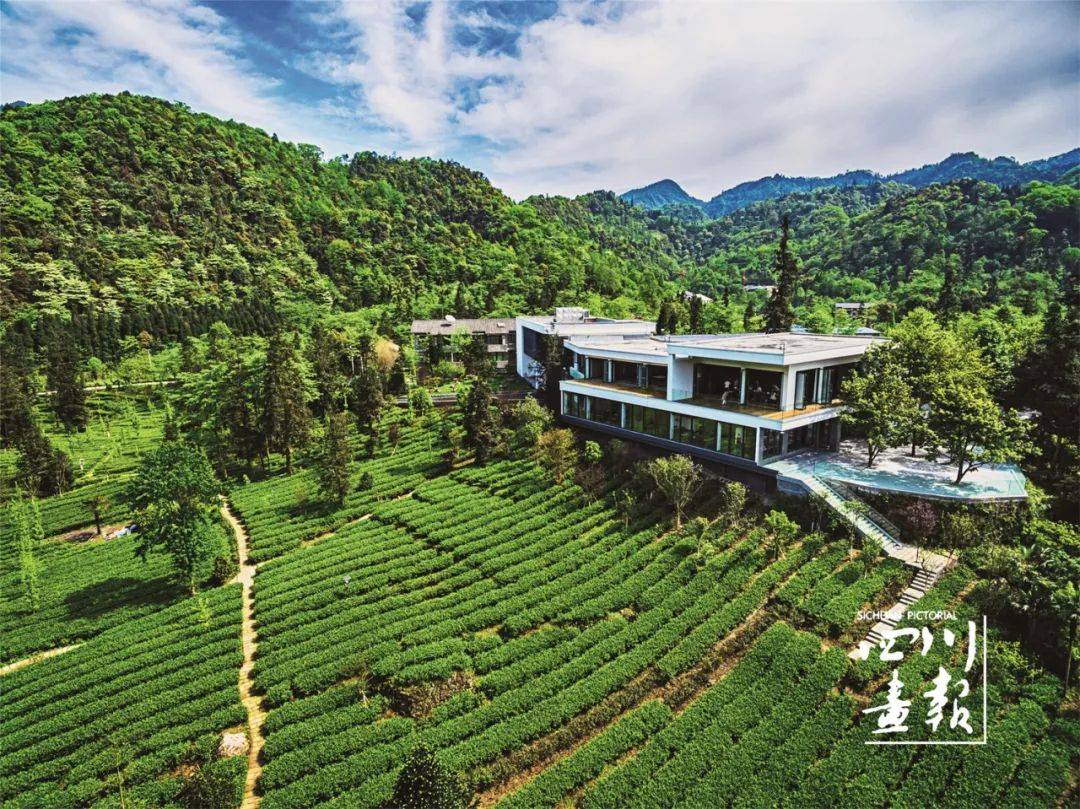 画卷天府百花迎春在春天的峨眉赏美景品佳茗