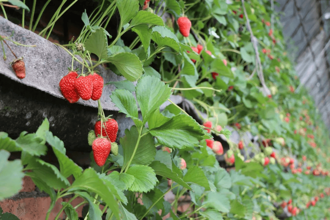 来自内蒙古的春天之邀▏推荐3条乌兰浩特市清明假期游玩线路