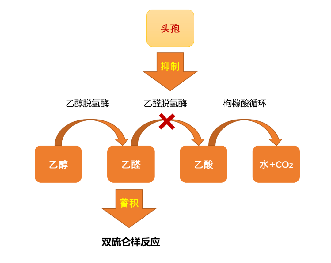 "致命cp"——双硫仑样反应:不仅仅是头孢,这些药物也要注意!