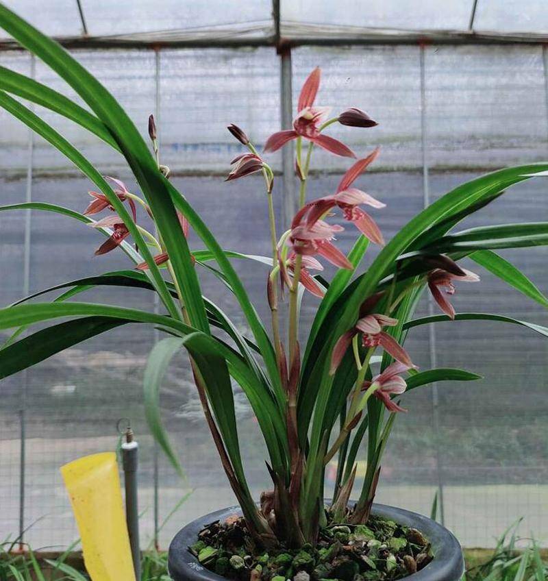 兰花不开花别急高手教你三招催花术