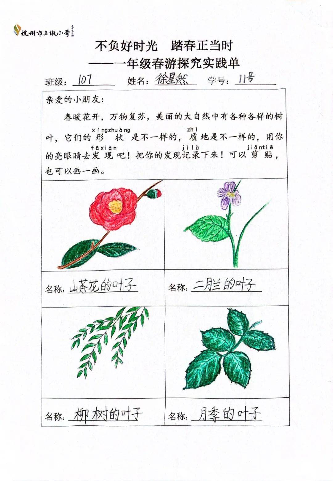 一年级植物观察记录图片(一年级植物观察记录图片简笔画)