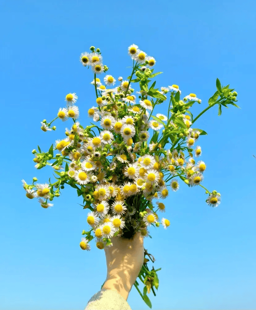 18种山野限定野花,摘回家插,被邻居说:穷疯了买不起花_插花_花都_婆婆