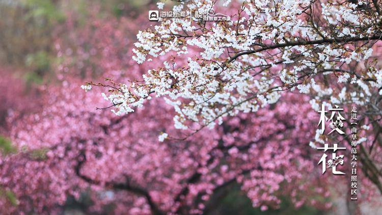 校花来了 | ⑥ 春有约,花不误!在曲园与你不期而遇