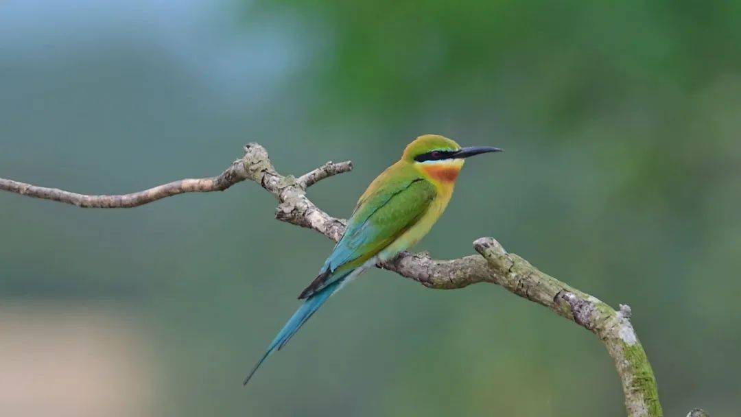 央媒看澄迈海南澄迈200余只栗喉蜂虎飞抵花场湾保护区繁殖栖息