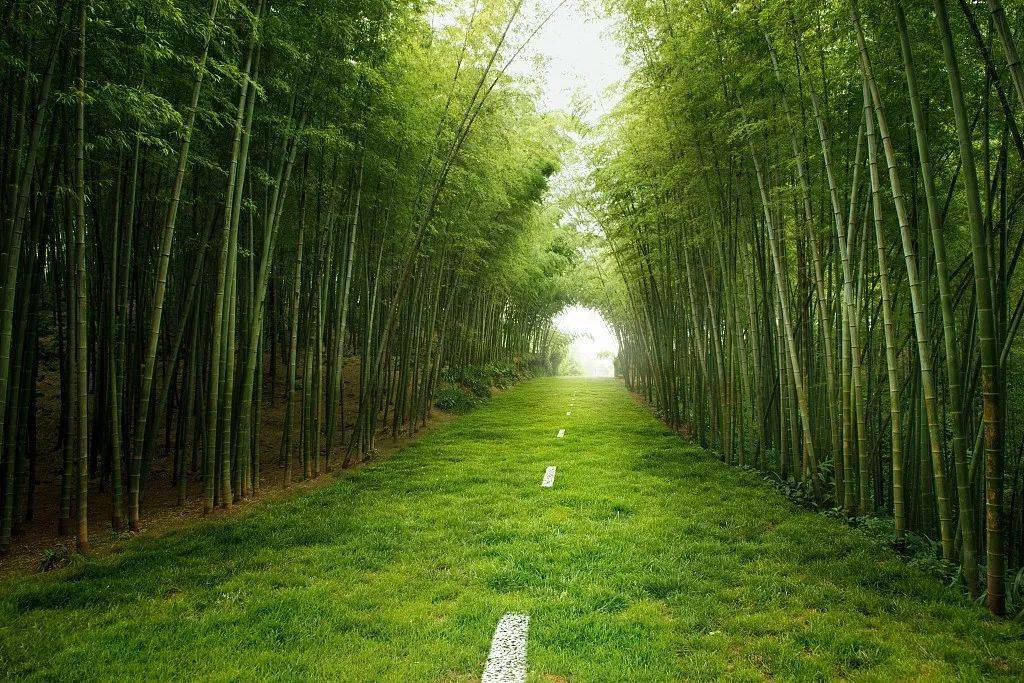 竹丨中国的君子_竹林_思温_植物