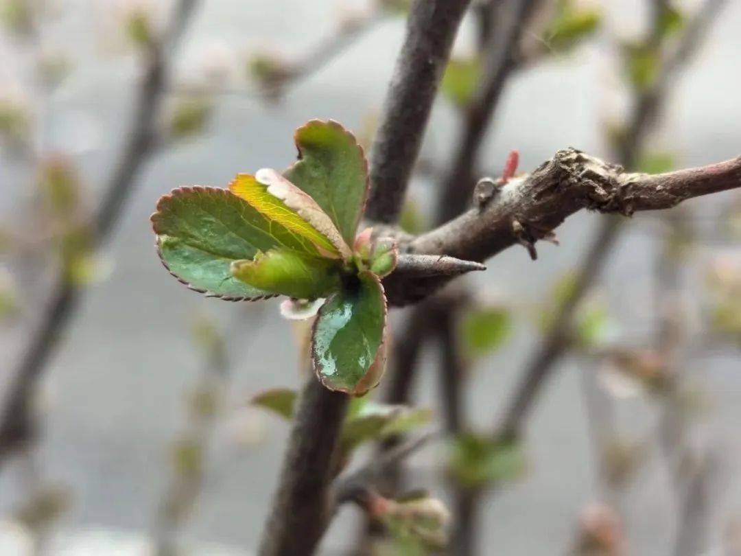 书香唐山李翠松现代诗九首