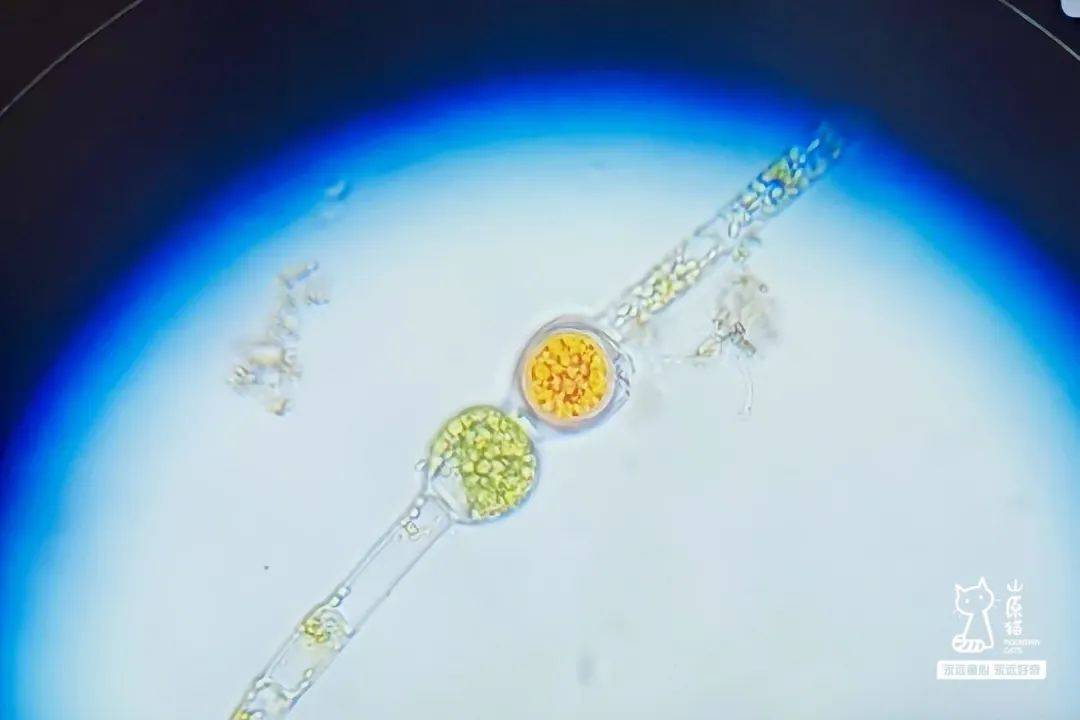 今年的第一次春游就来这里吧!_苔藓_活动_小镇