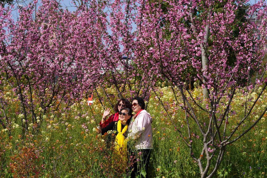 春花不怕撞脸樱花桃花带来最美春日