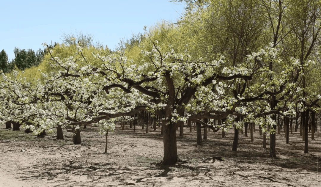 万亩梨园盛放时赏花游园全攻略来了