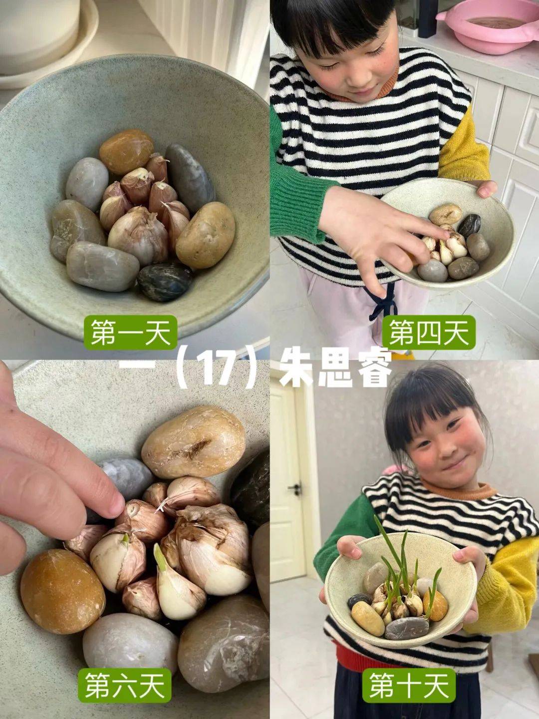 绿植小园丁 劳动润童心 ——泰州实验学校"绿植小园丁"劳动课程实践