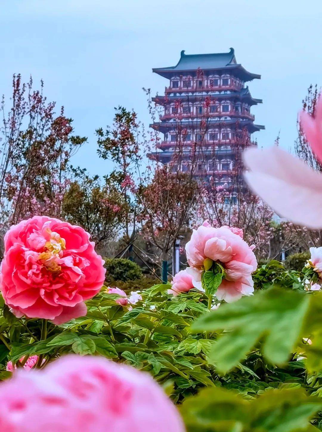 今年是牡丹花会的第41年,唯一不变的就是不断变化.