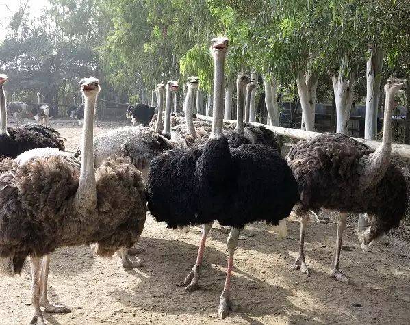 天海国旅临沂动植物园春季一日游