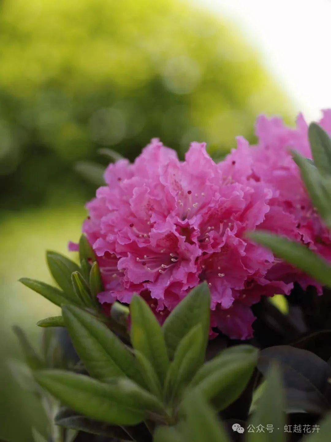官宣虹越赤冢植物园独家合作给你不一样的高山杜鹃