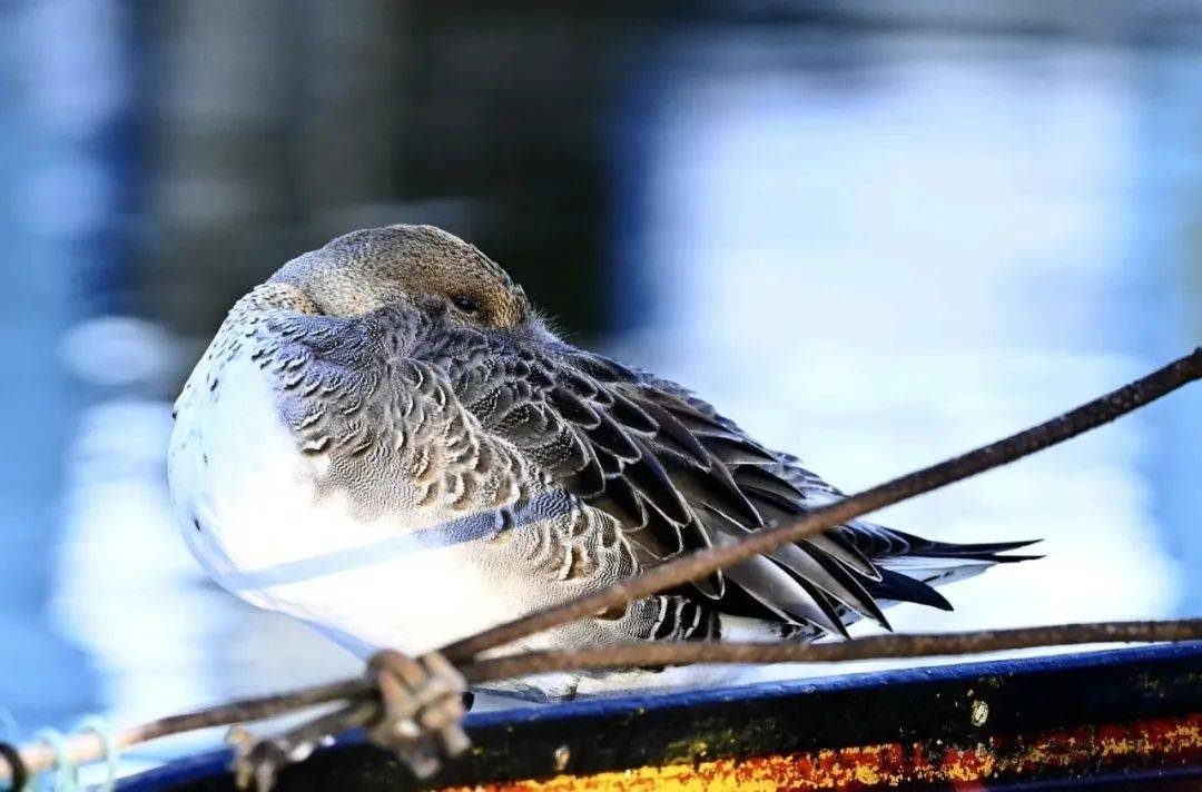 南开大学教授卢学强发现自然之美写下老菜鸟的观鸟日志