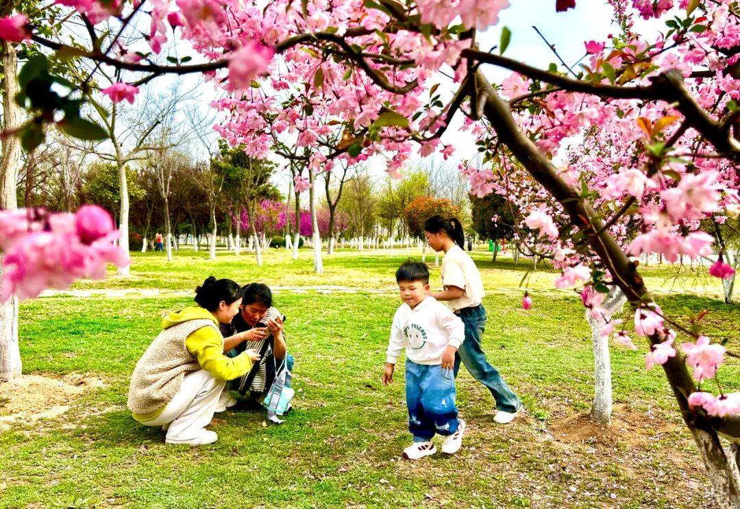 春游江淮一眼入亳的限定色粉嘞很