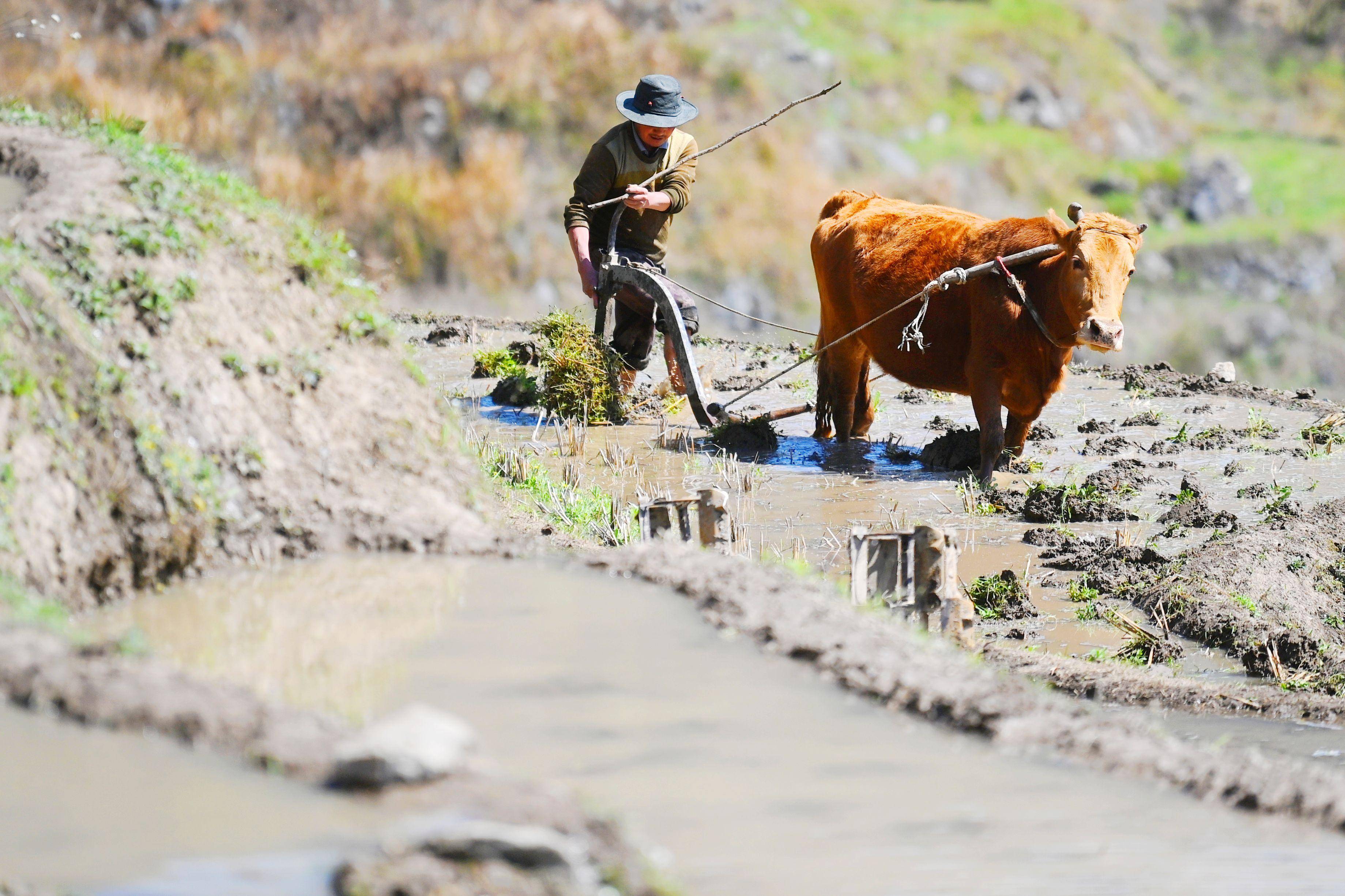 市酉阳土家族苗族自治县花田乡何家岩村一名村民赶着黄牛犁田忙春耕