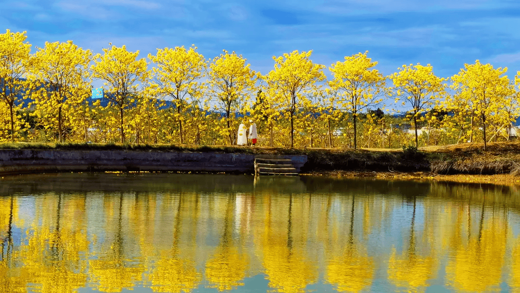 超美!金堂3万余株黄花风铃木迎来盛花期