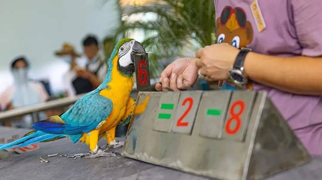 无锡动物园集市子亲日春揣一口袋的开心 满载而归总有一样能让你