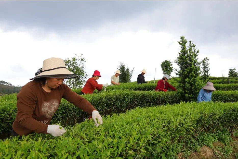 [揭西广电]清明至 采茶忙 谱写致富"茶"文章_茶叶_茶树_茶园