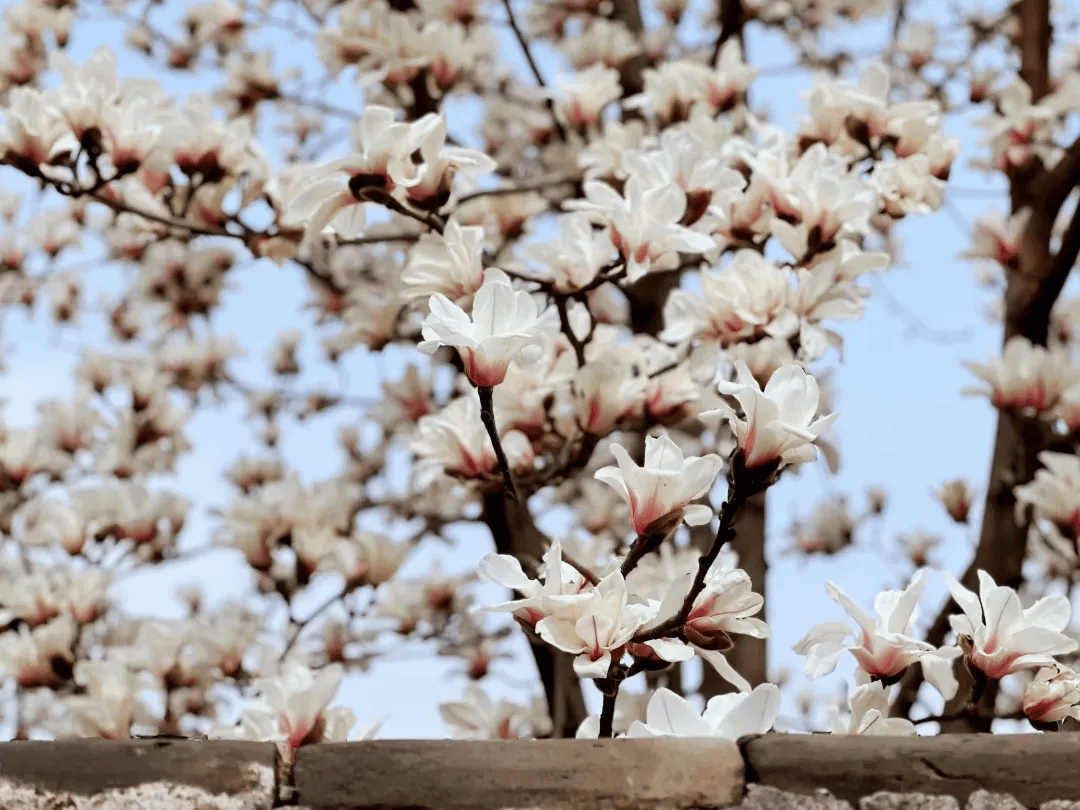 见山堂前丁香赏花地点:仪门两侧,习儒馆前,西跨院内泗水万紫千红旅游