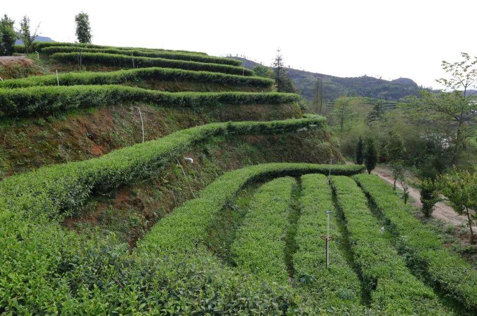 [揭西广电]清明至 采茶忙 谱写致富"茶"文章_茶叶_茶树_茶园