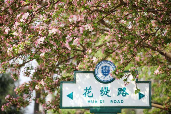 天津大学海棠季校园开放日 6万人共赏海棠美景