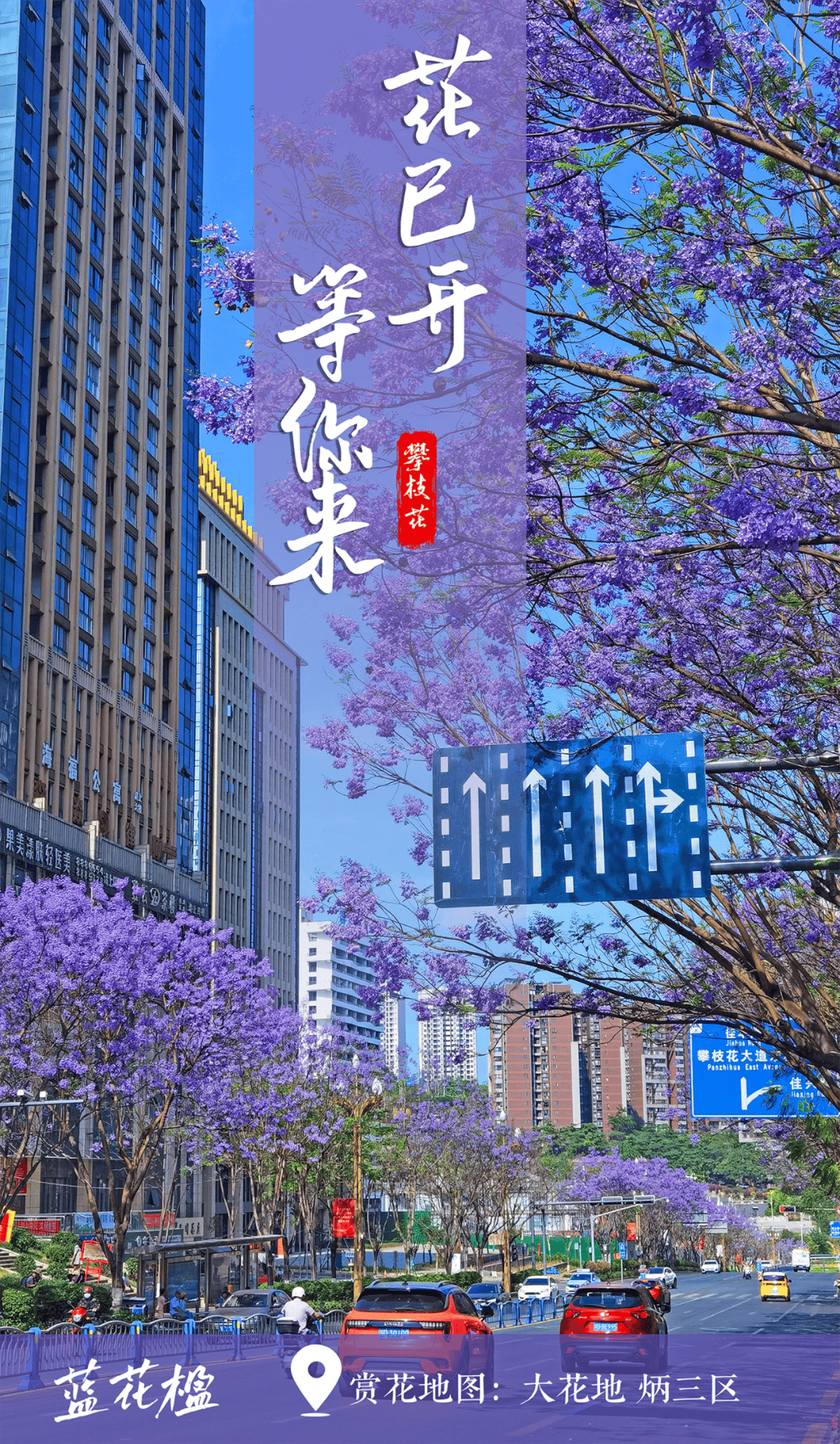 @攀枝花人 豹豹先放一边,请把蓝花楹置顶_幸福东区_紫色_花瓣