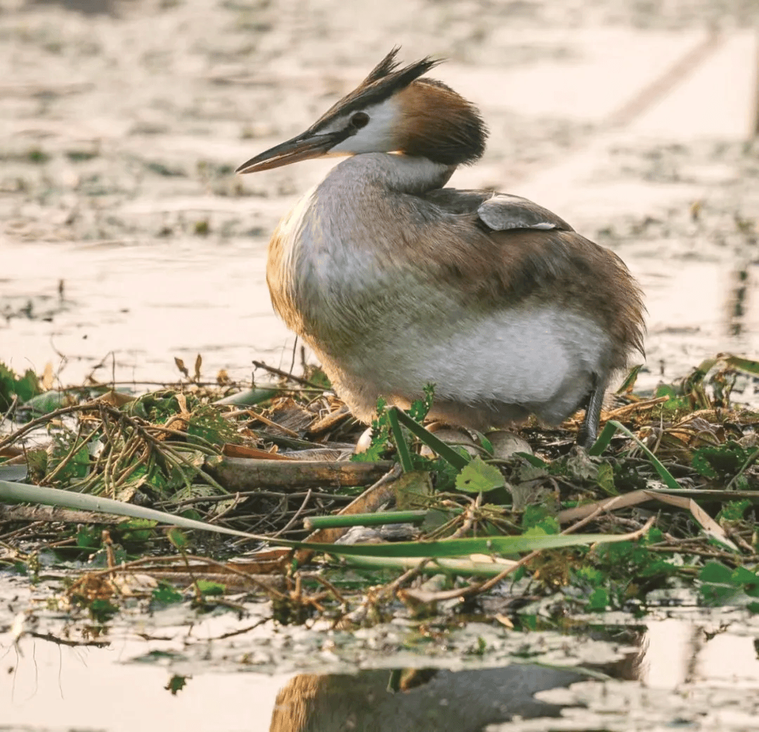 在淮南生活的凤头䴙䴘是留鸟,市域内多数水面都能见到,山南的人民公园