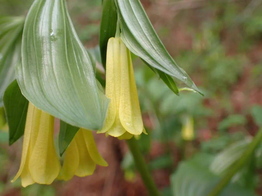 甘草;北京市重点保护野生植物4种:多叶舌唇兰,少花万寿竹,宝珠草