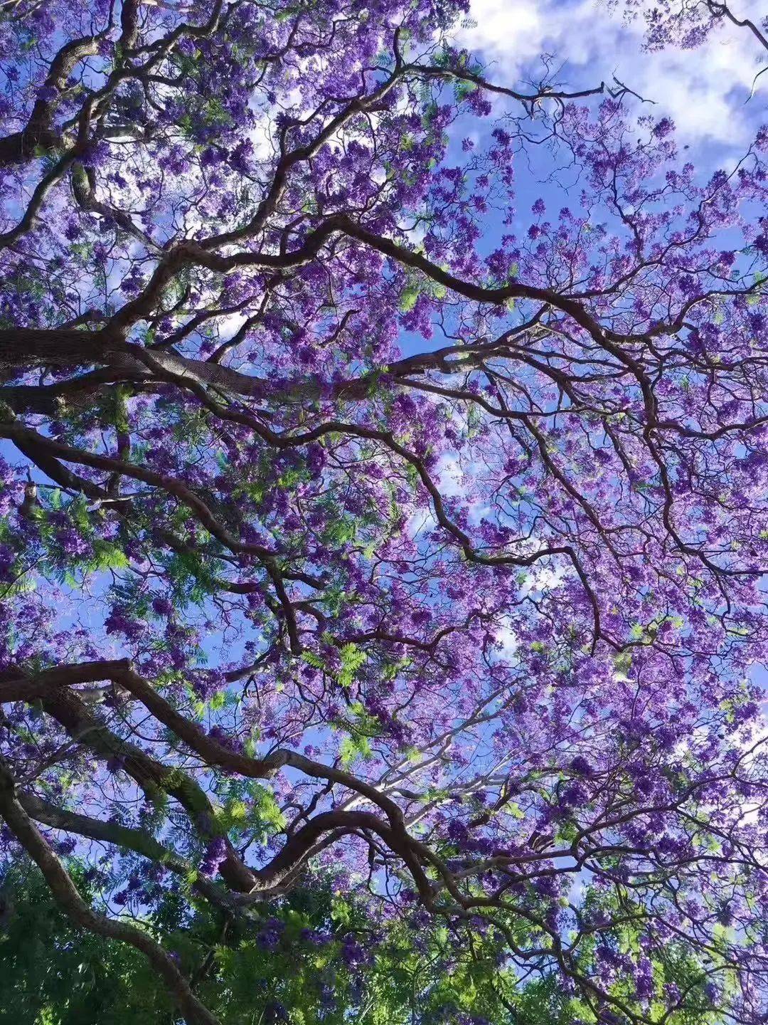 昆明西昌蓝花楹杜鹃花海一网打尽429～5