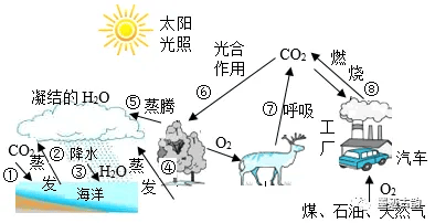 【地理探究】水循环基本过程画错了吗?附全球碳循环原理