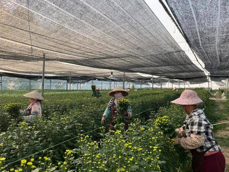 5亿支!海南这地菊花香飘海内外_种植_东方市_该公司