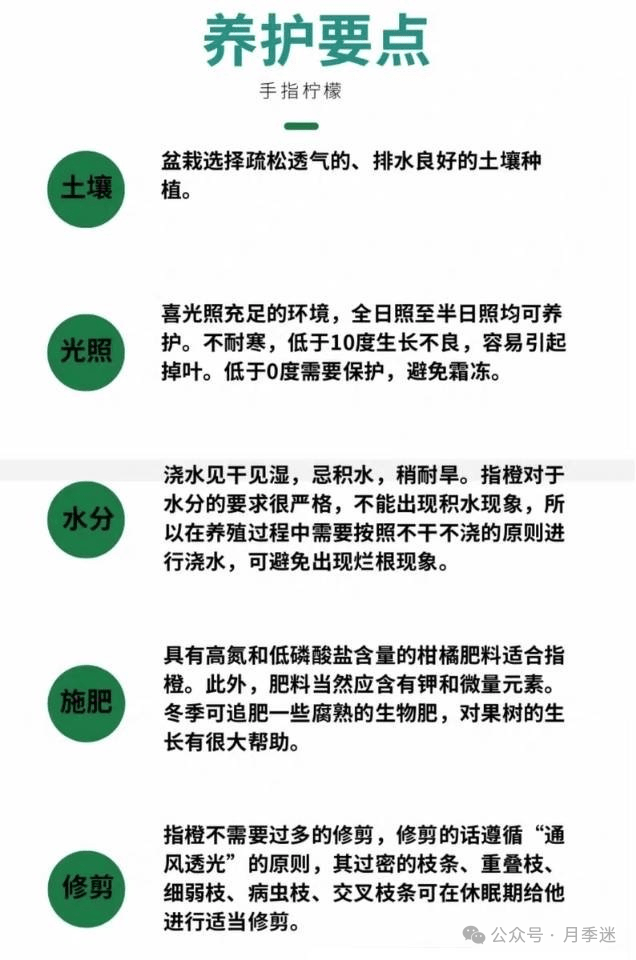 手指柠檬怎么吃好水果中的鱼子酱经济价值高其实自家就能种好
