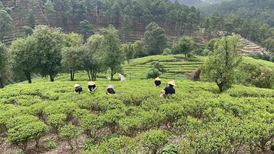 鹤山这里的春茶进入采摘季游客可亲自体验采茶制茶