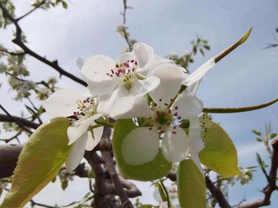 在易县有一种春光叫梨花开
