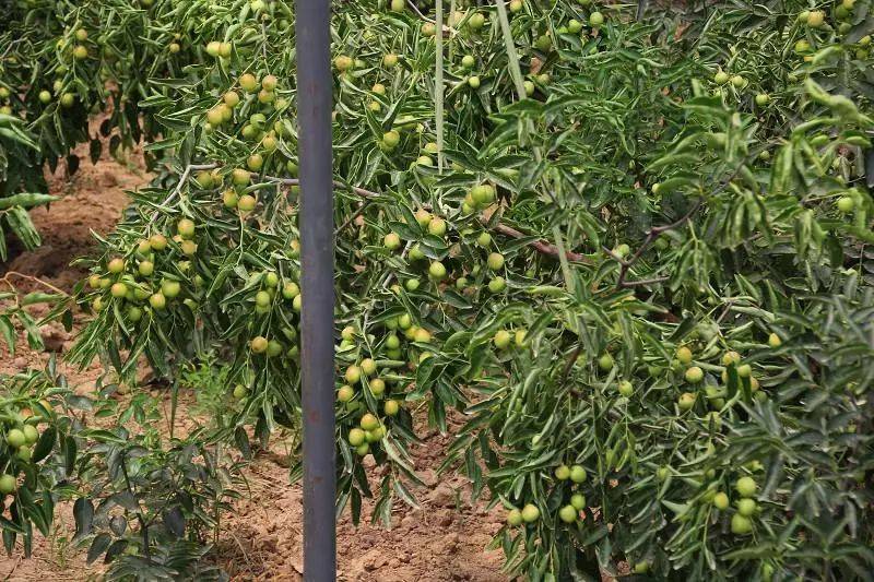 大棚冬枣树开花坐果期的管理坐果不好的必看