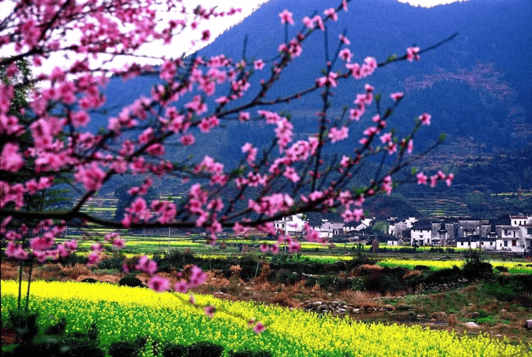 代表春天的图片真实图片