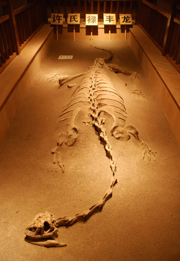 抚仙湖化石博物馆图片