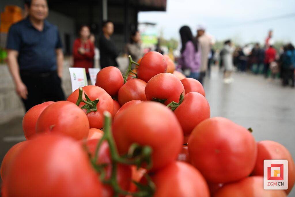 吃掉彩虹荣县鼎新镇彩虹番茄采摘节启动