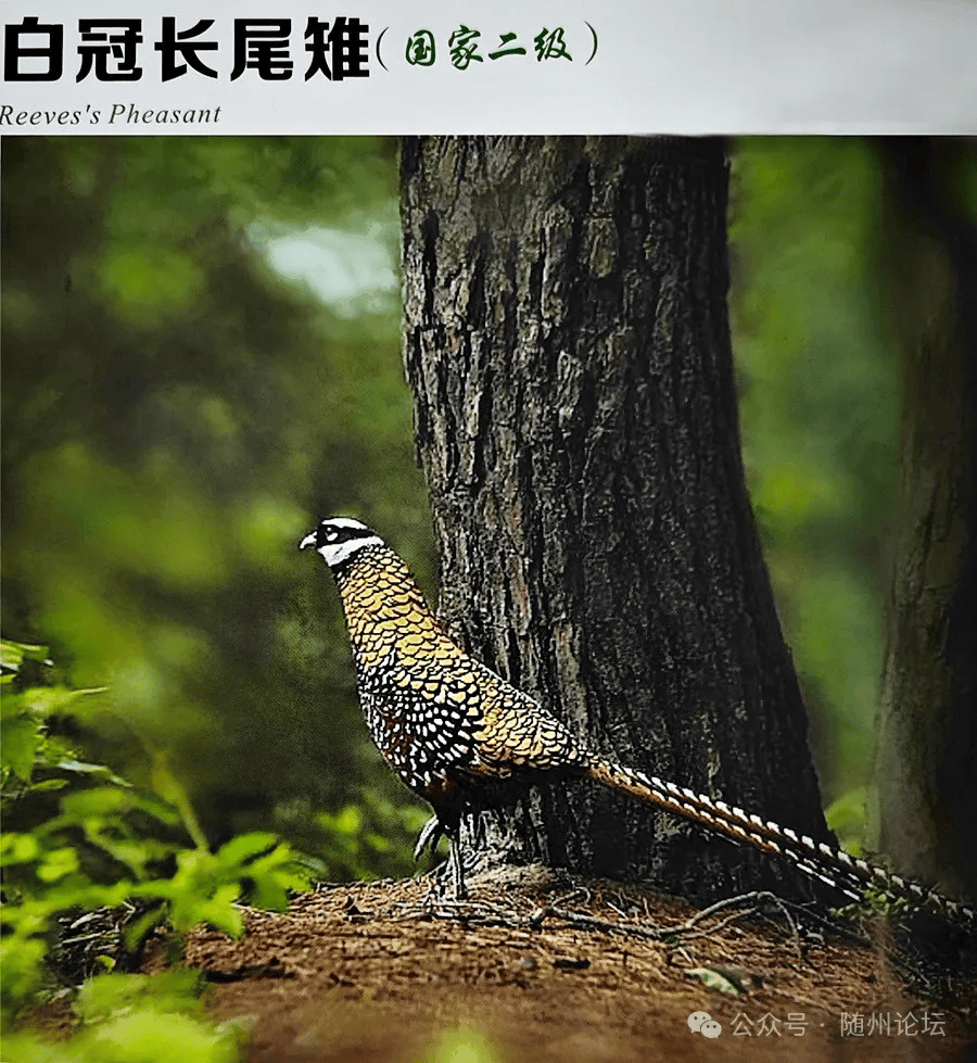 爱鸟周全省看随州