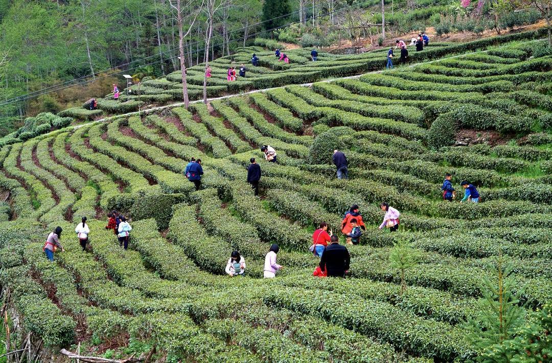 四川平武以茶为媒打造乡村旅游新名片