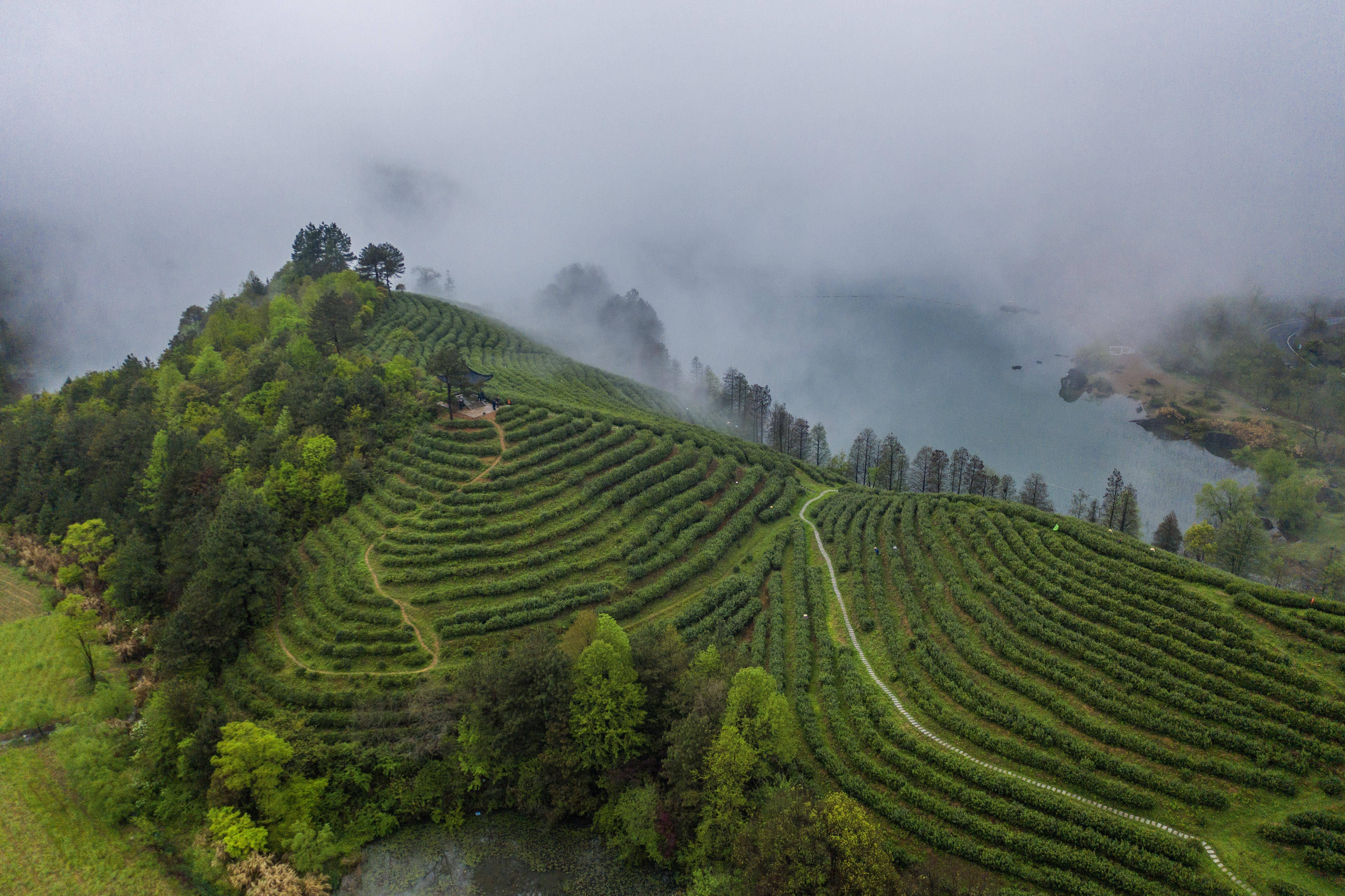 浙江金华千年贡茶焕发新生一片茶叶富一方百姓