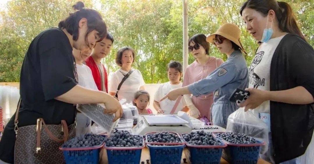 莓好广丰遇见东阳广丰东阳蓝莓采摘节