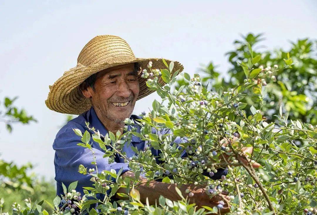 莓好广丰遇见东阳广丰东阳蓝莓采摘节