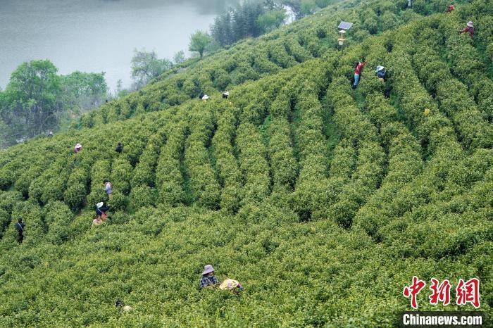 信阳云雾山茶场图片