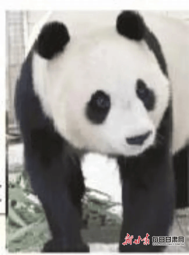 兰州又有大熊猫了一下4只它们的家世名字长相看过来