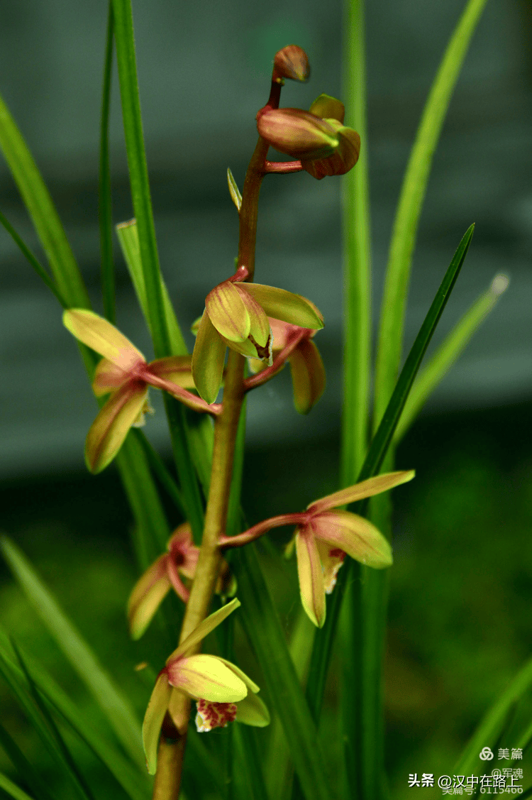 大饱眼福汉中大型兰花展开始啦就在市区