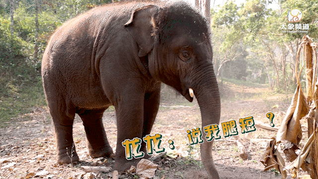 跟着"象象春游步数杯"去看谁是冠军_大象_羊妞_运动