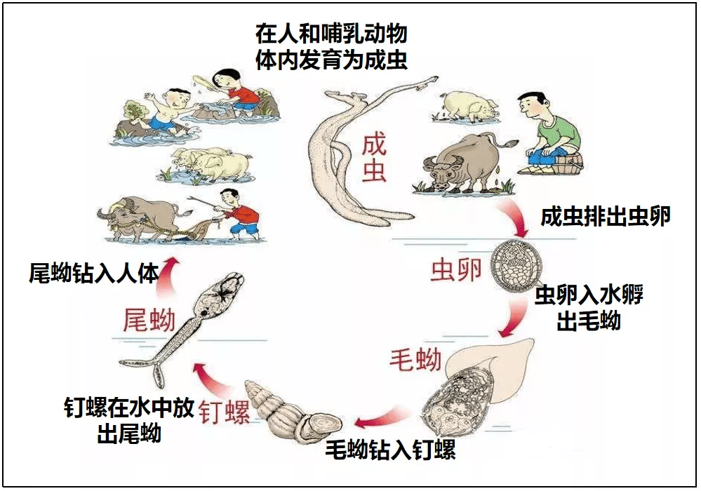 鞭虫生活史图片