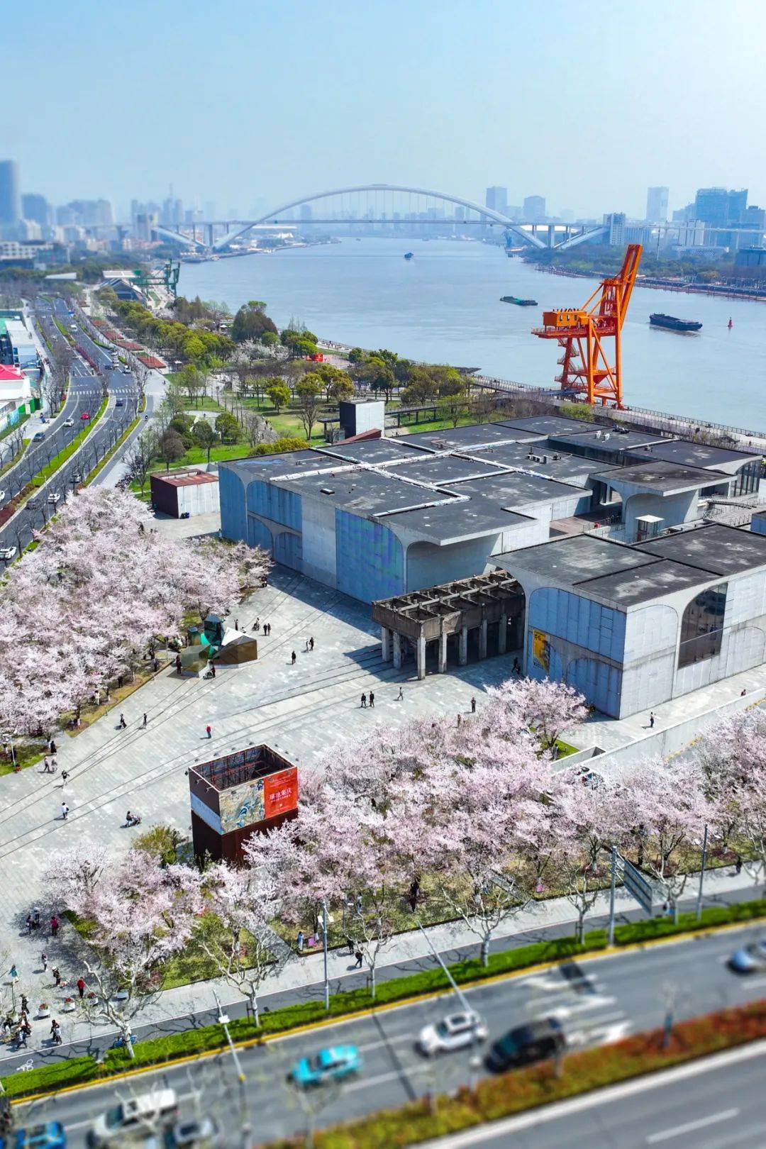 上海免费开放的1500米最美樱花大道梦幻缤纷在西岸来一场樱花味city